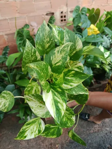 Mudas plantas