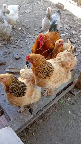 Galinhas e galos Brahma lote