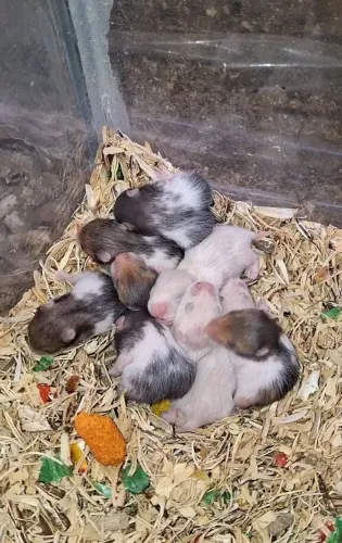 Hamsters Sirios (Venda acima de 5 unidades)