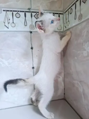 Casal de gatos para adoção