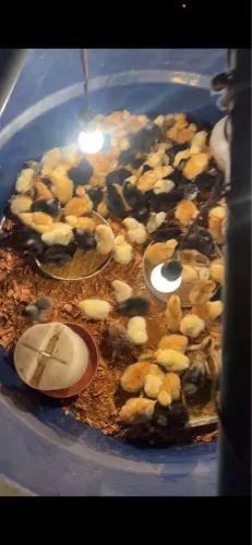 Pintinhos caipira