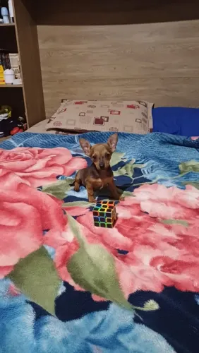 Promoção pra hoje filhotinho de pinscher 0 macho muito brincalhão e saudavel