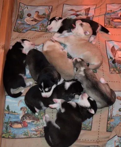 Doação Filhotes de Husky mestiços