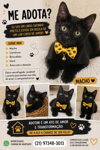 Doação de gatos