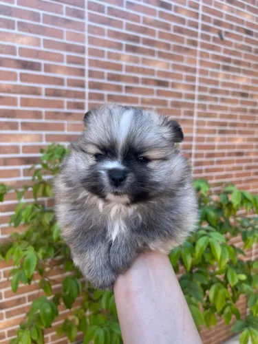Spitz alemão/Lulu da pomerânia