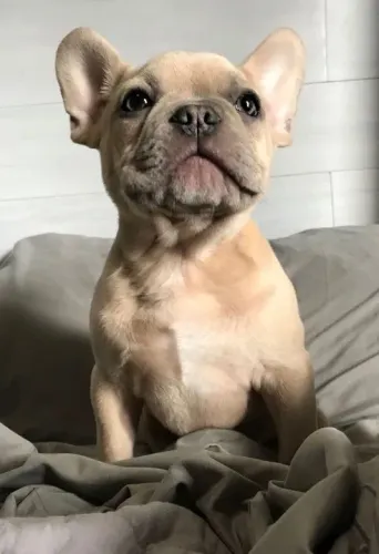 Bulldog Francês Branco com preto, Lilac, Fulvo, Blue várias cores 