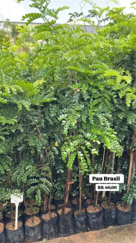 Mudas de Pau Brasil com 1,5 mt 
