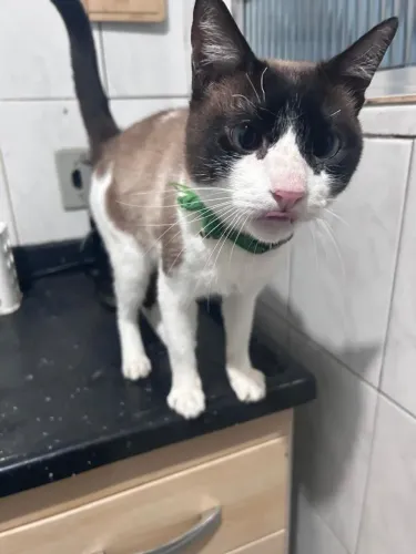 [URGENTE]DOA-SE GATO MACHO-CASTRADO-ZONA SUL SP-MAIS INFORMAÇÕES NA DESCRIÇÃO 