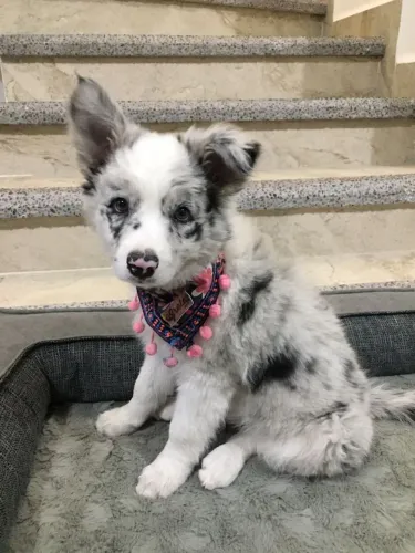 Filhote de Border Collie seu amor de volta em 1 dia