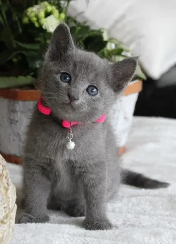 Temos  Russian Blue  disponível 