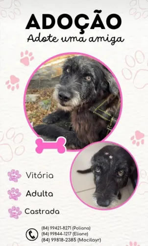 Linda, castrada, Adoção responsável URGENTE! 