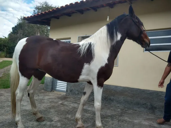 Egua mangalarga-troco