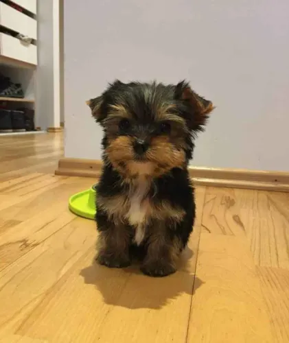 Filhote Yorkshire Terrier, Dê amor e receba amor para a vida inteira!
