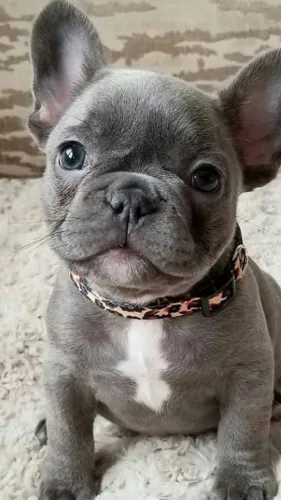 Filhotes de Bulldog Frances | Fofura que cabe no colo.