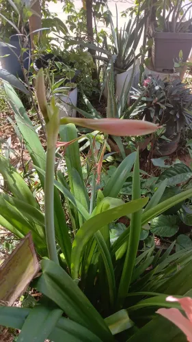 Vendo planta mudas