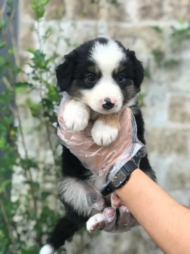 Border collie Blue Merle/red merle/preto e branco/chocolate