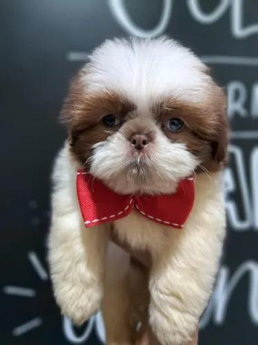 Shihtzu Branco e Marron Macho, Pronta Entrega - Lindo e Eperto - 10x sem juros