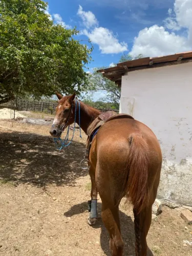 Égua de esteira (Aceita troca) 
