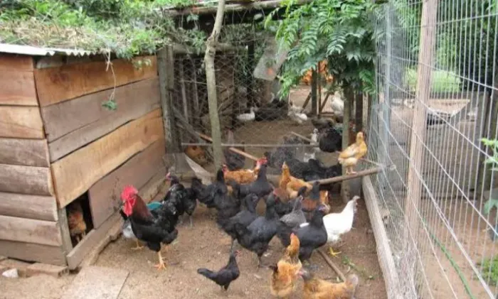 SOMOS UM CASAL DE CASEIRO 