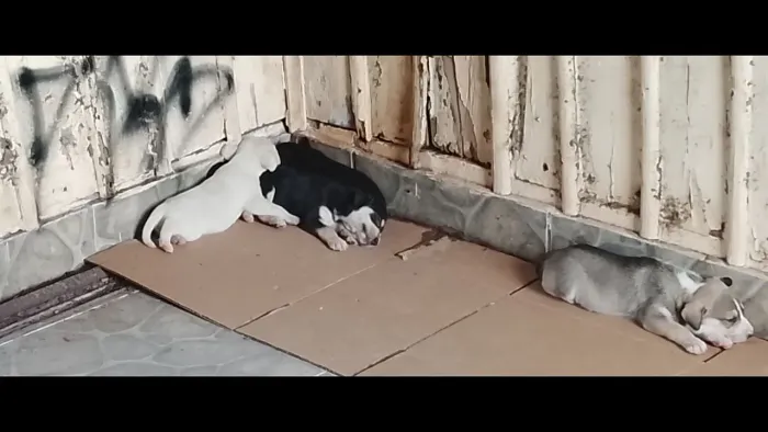 Adoção responsável