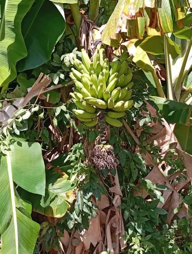 Região jequitai/Água de rio,Poço Artesiano,Aceita imóvel urbano..