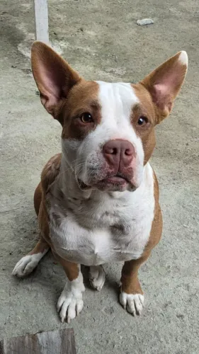 Doação Pitbull fêmea dócil 