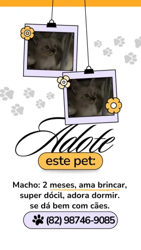Gato para doação 