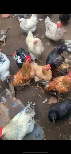 Vende-se galinha e galo brahma light e caipira
