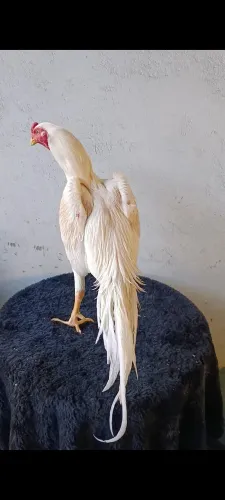 Galo, galinha da raça shamo puro.