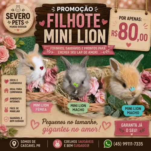 Filhotes mini lion