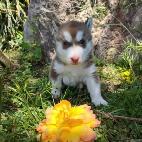 Filhotes de Husky Siberiano | Patinhas que despertam carinho imediato