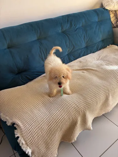 Vendo filhote de poodle toy 