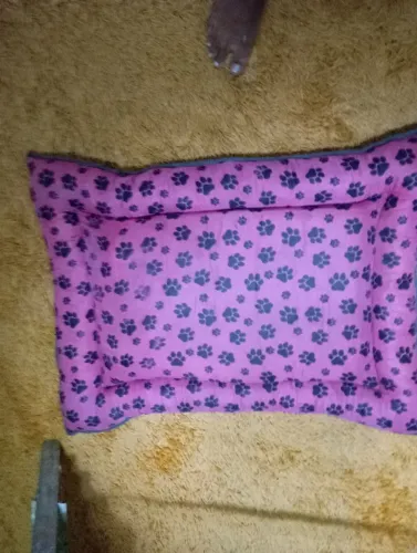 caminha para pet