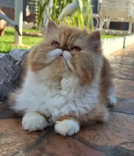 Gata persa
