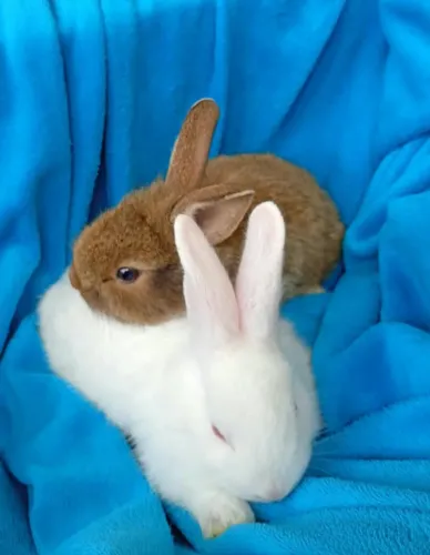 Coelhos filhotes e adultos
