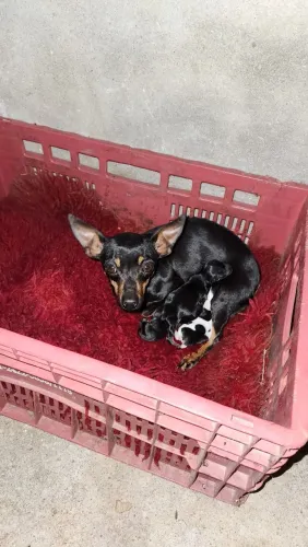 Pinscher