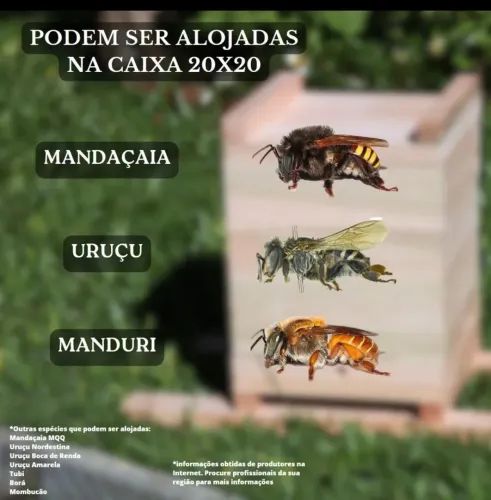 Caixa para Jataí/Mirim (Abelhas Sem Ferrão) - Ideal para Iniciantes com 5 compartimentos