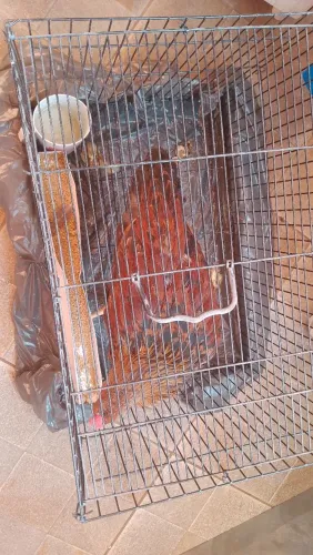Frango caipira 