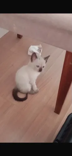 Doação de gatinho