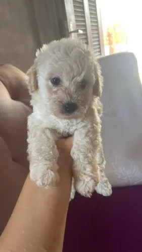 Vendo poodle