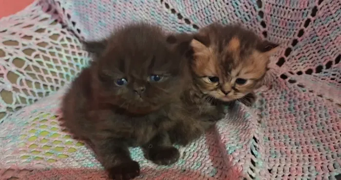 Lindos filhotes Persa