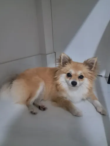 Vendo uma linda e dócil fêmea da raça lulu da pomerania de 8 meses já vacinada 