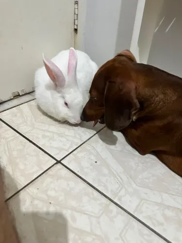 Vendo coelha fêmea 3 ano