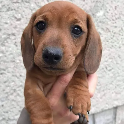 Filhotes de Dachshund salsichinha com PEDIGREE