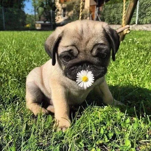 Filhotes De Pug - Patinhas Que Inspiram Carinho 