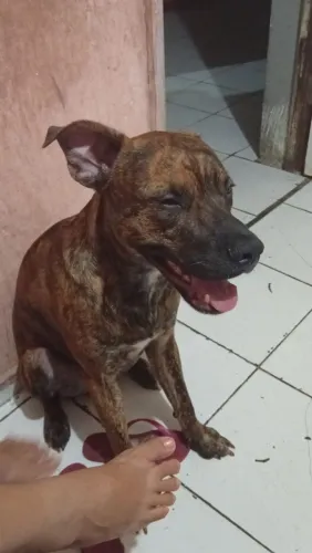 Doação de cachorro macho com urgência mix de dois Pit Bulls