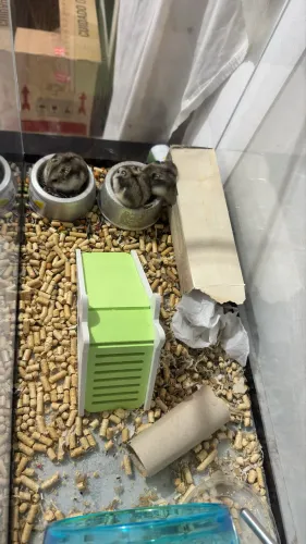 Hamster anão russo