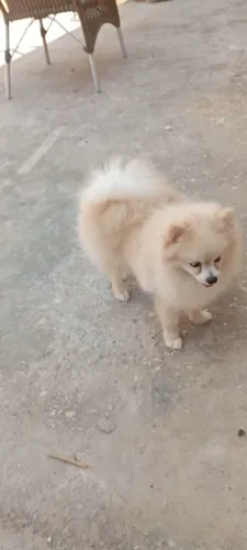 Vendo Spitz alemão