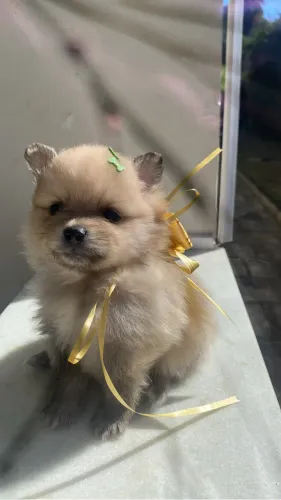 Vendo baby Lulu 