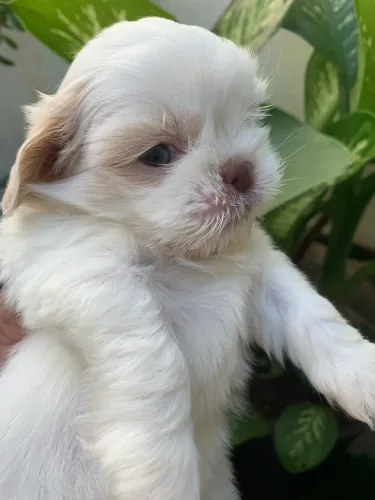Cachorro a venda Shitzu machinho 